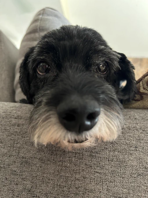Black dog with white around muzzle, resting its head on the side of a couch and looking extra cute.