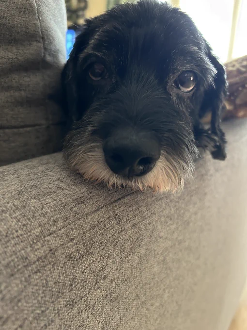 Black dog with white around muzzle, resting its head on the side of a couch and giving puppy eyes.