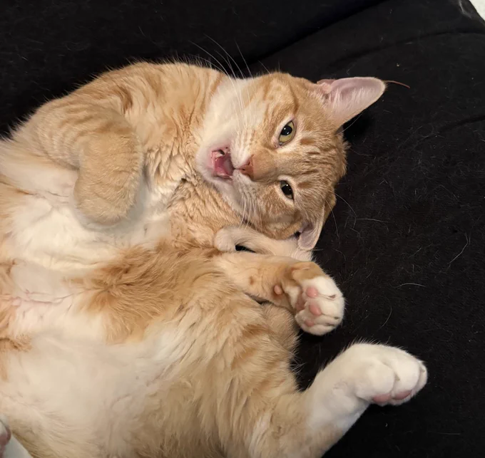 an orange cat absolutely scrunched up in a silly pose