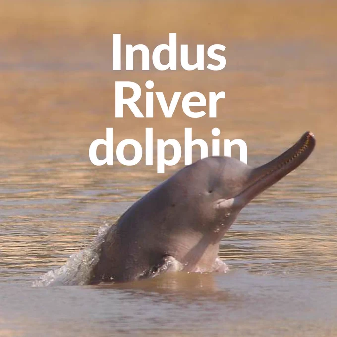 A photograph of an Indus River dolphin. Text says Indus River Dolpin,