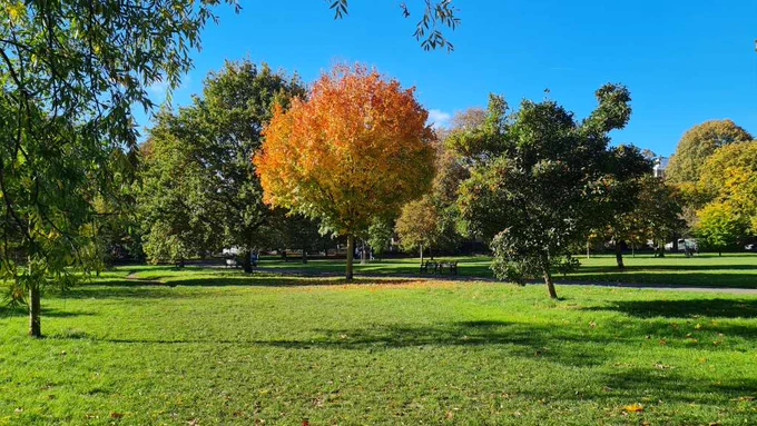 small tree like a lollipop on a stick. its leaves are changing colour. the ones at the bottom are still green. then there is a layer of yellow / orange ones and then a sprinkling of red ones at the top. all against a blue sky in the park.
