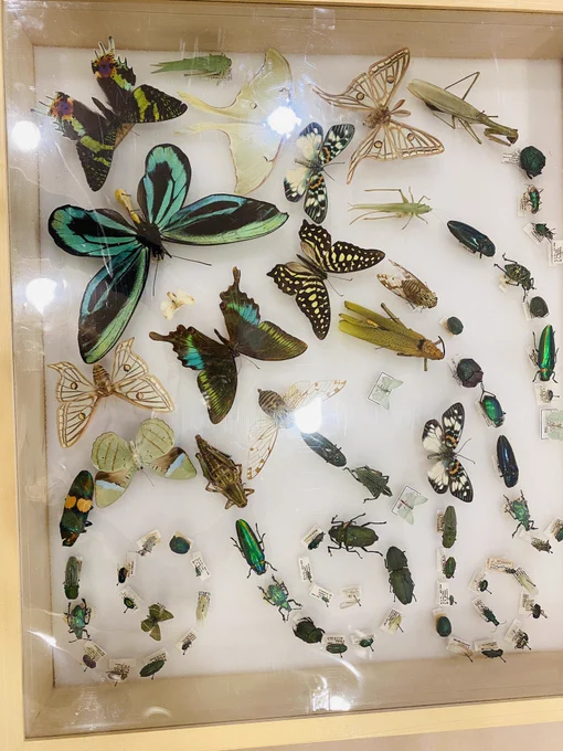 Bugs from the Cornell University Entomology collection