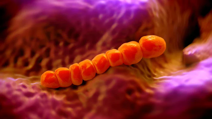 Bacteria