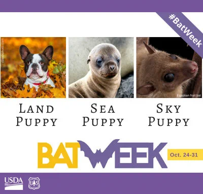 Info graphic that says, “Bat Week Oct. 24-31. #BatWeek” Three images from left o right: one of a “Land Puppy” with a little dog sitting in Fall leaves, one of a “Sea Puppy” with a seal pup on a rock, and one of a “Sky Puppy” with an Egyptian Fruit Bat pup.