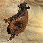 Brown bat hands on a rock