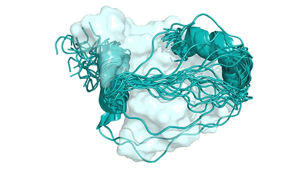 A model of a protein, shown as an irregular three-dimensional shape, surrounded with string and coil like structures known as IDRs, representing an example of the types of interactions studied in this paper.