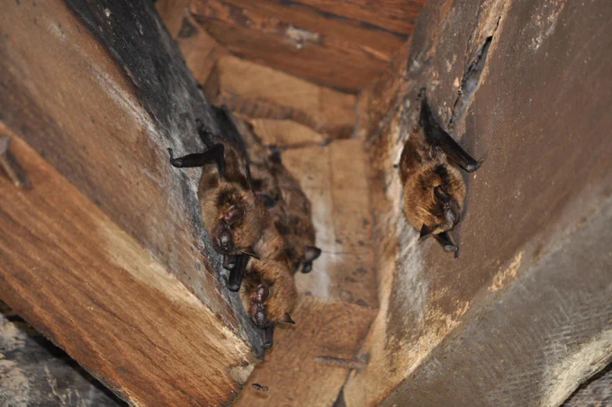 Bats roosting in a picnic shelter.