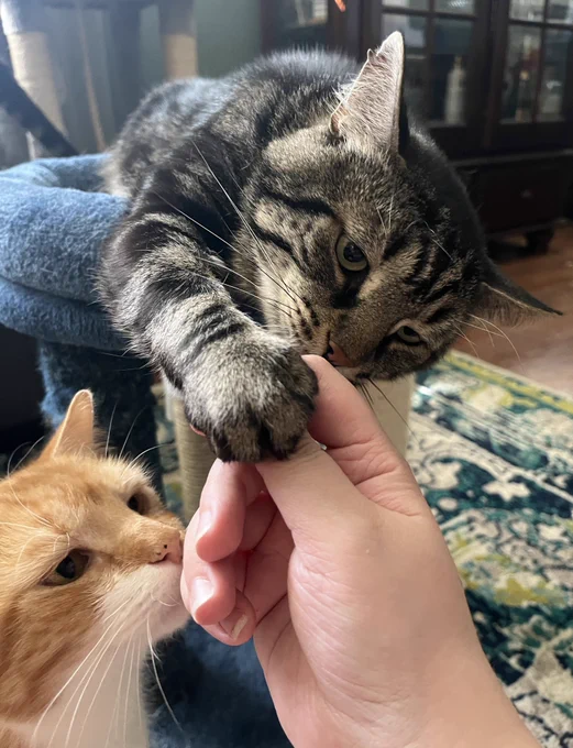 Two cats sniffing a person's hand. Laying on a cat scratcher is Fishtopher, a brown tabby cat. He extends one paw and grips onto the persons hand to bring his nose towards it. Mr Lover, an orange and white cat, sits on the floor and sniffs the same hand.