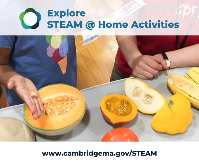 A young person engages in a STEAM@Home activity by exploring the inner textures and seeds of various melons on a table. The image has the text "Explore STEAM @ Home Activities" and includes a website link "www.cambridgema.gov/STEAM" for further resources.