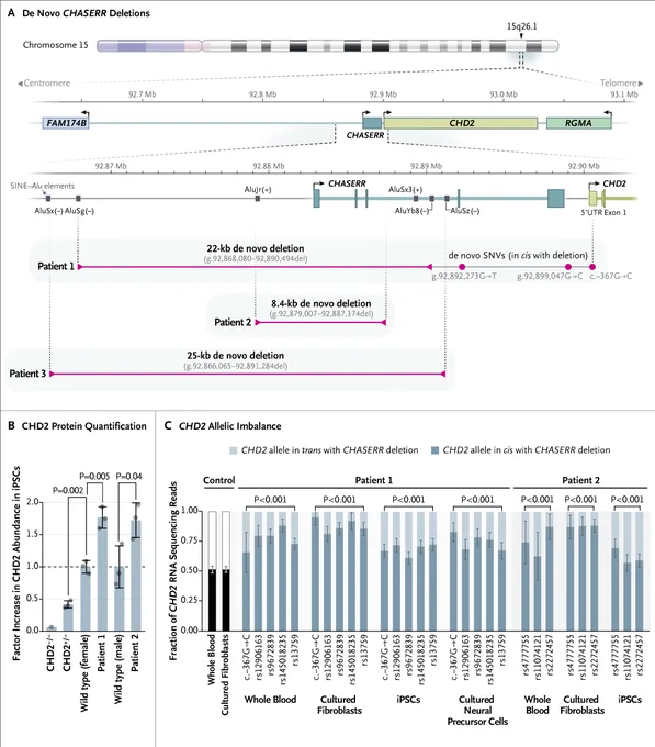 Panel A: Human chromosome 15q26.1, with a 500-kb inset showing a gene-sparse region upstream of the long noncoding RNA (lncRNA) CHASERR (teal) and its tandem coding gene CHD2 (light green).
Panel B: Increased CHD2 protein abundance in induced pluripotent stem cells (iPSCs) from Patients 1 and 2, as compared with iPSCs from sex-matched wild-type controls, an unrelated female with CHD2 haploinsufficiency (CHD2 /−), and CHD2−/− CRISPR (clustered regularly interspaced short palindromic repeats)–Cas9 knockout iPSCs.
Panel C: RNA sequencing in whole-blood samples, cultured fibroblasts, and iPSCs obtained from Patients 1 and 2 and cultured neural precursor cells obtained from Patient 1.