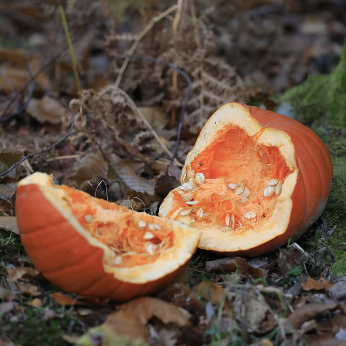 A discarded broken pumpkin lies on a forest floor, surrounded by dead leaves and twigs.