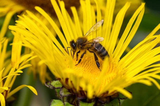 Colour photograph of a bee inside a yellow flower.