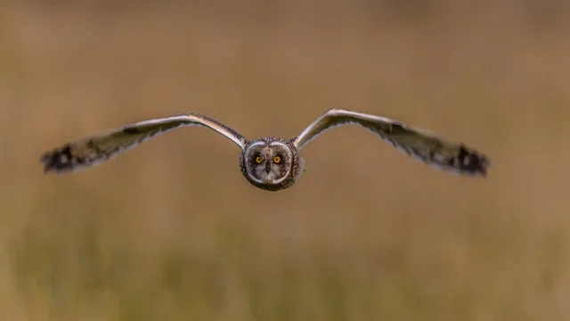 Colour photograph of an owl flying towards the camera with outstretched wings