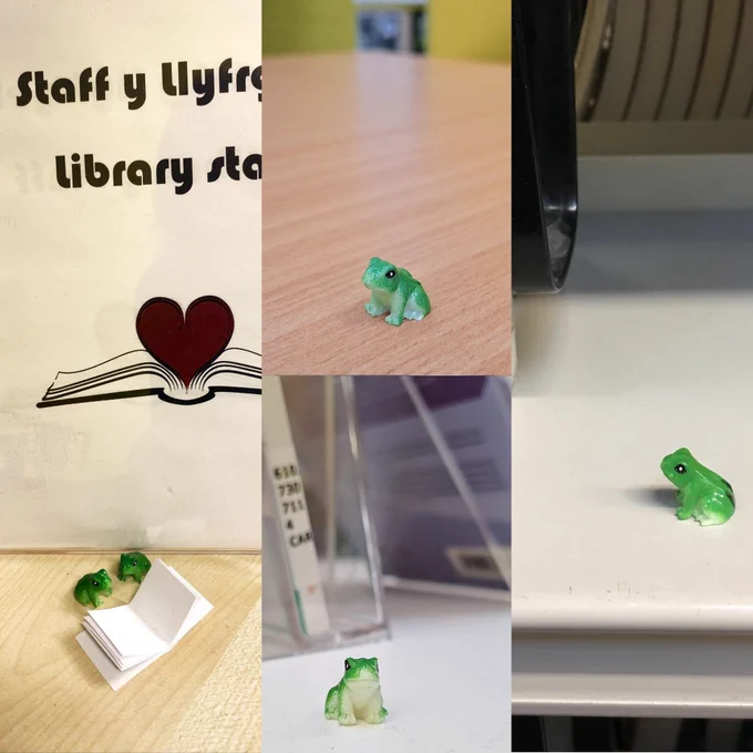 Grwp o ffotograffau o lyffantod bach ar fyrddau / Group of photos of little frogs on tables