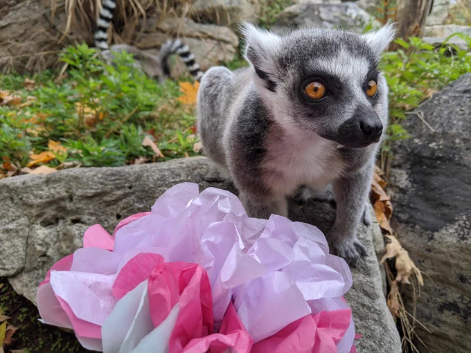Ring-tailed lemur with a paper flower. 