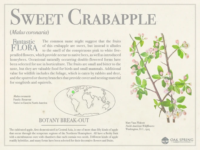 The common name might suggest that the fruits of this crabapple are sweet, but instead it alludes to the smell of the conspicuous pink to white five-petalled flowers, which provide nectar to native bees, as well as introduced honeybees. Occasional naturally occurring double-flowered forms have been selected for use in horticulture. The fruits are small and bitter to the taste, but they are valuable food for birds and small mammals. Additional value for wildlife includes the foliage, which is eaten by rabbits and deer, and the spurred or thorny branches that provide cover and nesting material for songbirds and squirrels. 

The cultivated apple, first domesticated in Central Asia, is one of more than fifty kinds of apple that occur through the temperate regions of the Northern Hemisphere. All have a fleshy fruit with a membranous core with chambers that each contain two seeds. Different kinds of apple readily hybridize, and many forms have been selected for their flowers and fruits.