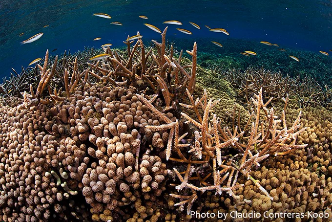 Tiny fish with yellow backs and white bellies swim above a coral reef, with multiple species of round and branching corals. Credit: Claudio Contreras-Koob
