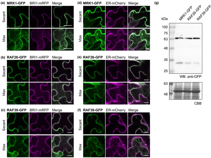 MRK1, RAF26, and RAF39 localize to endomembranes.