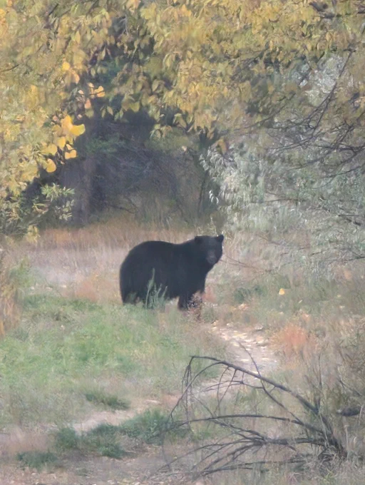 black bear on a path in the Colorado State Forest Service seedling tree nursery