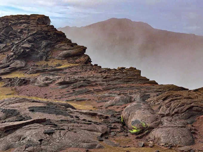 Photo of red layers of lava and red ash. A small green fern is growing from the ashy layer. This photo looks west along the south rim of Pu‘u‘ō‘ō. Red ash from the collapses during 2018 fills depressions in the lava flows, allowing moss and small ferns to grow. Green vegetation such as this was not observed by geologists near the rim during the 1983-2018 eruption, presumably due to high gas concentrations. USGS photo taken October 23, 2024, by M. Patrick.