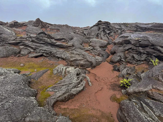 Photo of gray lava and red ash on the surface. A small green fern and moss are growing from the ashy layer. View of moss and ferns along the rim of Pu‘u‘ō‘ō, on Kīlauea's East Rift Zone. The red ash originates from collapses within the crater during 2018. USGS photo taken October 23, 2024, by M. Patrick.