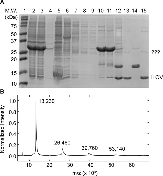 Figure 1. Recombinant expression, purification, and MALDI-ToF analysis of cross-linked iLOV. 