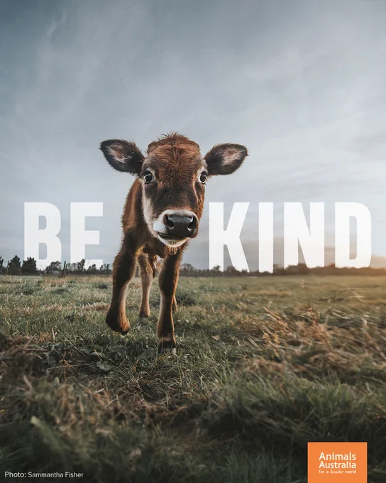 a calf in a field. Text on the graphic reads: Be Kind
