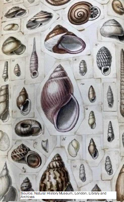 A page covered with a collage of many individual colour drawings of sea shells. 