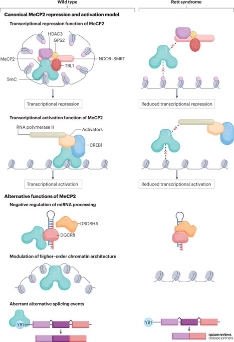 Molecular functions of MeCP2