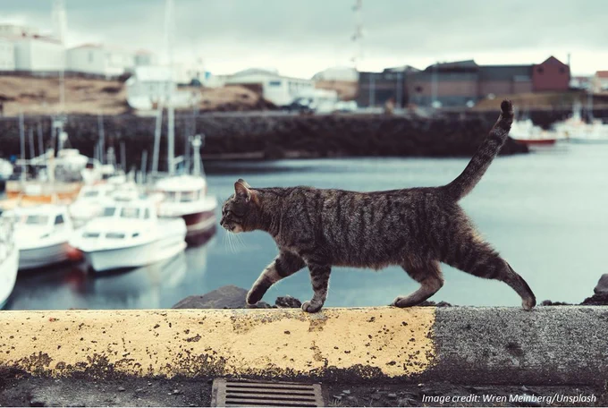 A grey tabby cat walks along the top of a wall on a quayside, with a harbor and boats out of focus in the background. Image credit: Wren Meinberg/Unsplash