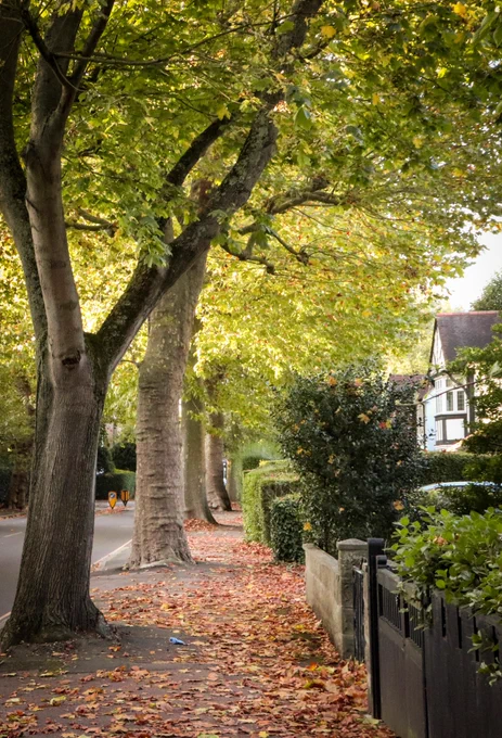 Autumn street pavement