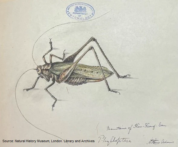 The side view of a grasshopper-like insect, in colour.
