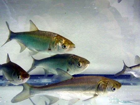Juvenile Silver Carp used to evaluate the efficacy of sound as a deterrent in test ponds