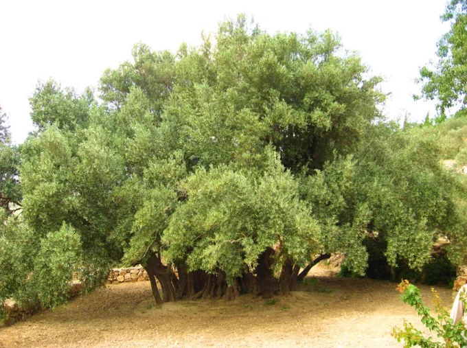 Al-Badawi olive tree in Bethlehem, Palestine