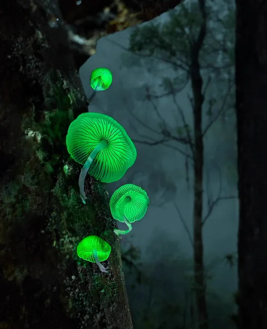 This Mycena chlorophos was found in Singapore and was so bright Callie found them glowing like tiny green lanterns from a distance, entirely at night. Of all the mushroom species that she has hunted, this is by far the brightest. From https://www.theguardian.com/environment/gallery/2022/jun/11/the-bioluminescent-world-of-glowing-lifeforms-in-pictures 