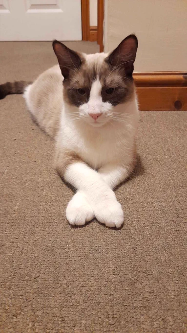 Momo, a kitten, is lying on his stomach on the carpet, front paws crossed, looking at the camera. He has dark brown ears and tail, and a brown and white face. The rest of him is a mixture of white and brown.