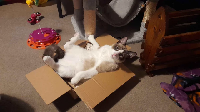 Momo, a kitten, is lying on his back in a cardboard box, looking at the camera. He has dark brown ears and tail, and a brown and white face. The rest of him is a mixture of white and brown.