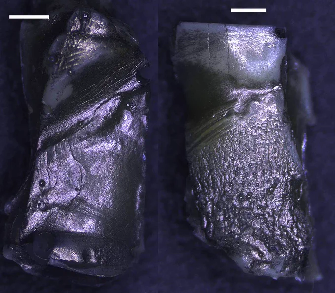 Two teeth from the OH 62 partial skeleton, both showing grooves made from toothpick use. Photo from Estalrrich et al. 2020 