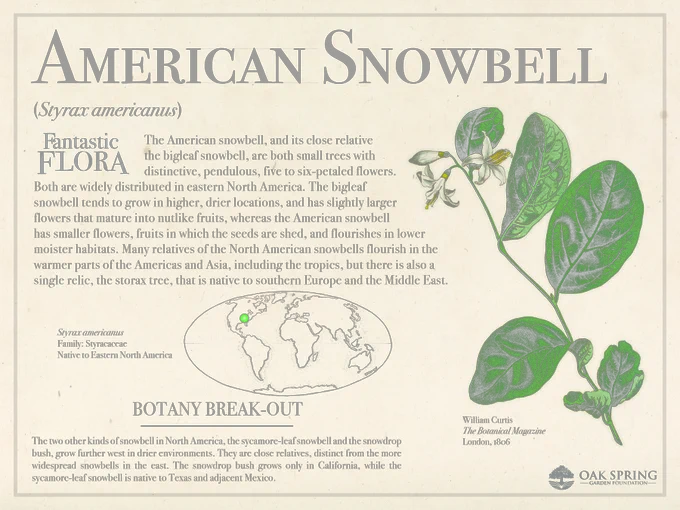 The American snowbell (Styrax americanus), and its close relative the bigleaf snowbell, are both small trees with distinctive, pendulous, five to six-petaled flowers. Both are widely distributed in eastern North America. The bigleaf snowbell tends to grow in higher, drier locations, and has slightly larger flowers that mature into nutlike fruits, whereas the American snowbell has smaller flowers, fruits in which the seeds are shed, and flourishes in lower moister habitats. Many relatives of the North American snowbells flourish in the warmer parts of the Americas and Asia, including the tropics, but there is also a single relic, the storax tree, that is native to southern Europe and the Middle East.

The two other kinds of snowbell in North America, the sycamore-leaf snowbell and the snowdrop bush, grow further west in drier environments. They are close relatives, distinct from the more widespread snowbells in the east.