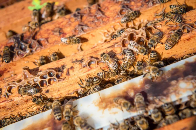 Photo of bees in a wooden beehive.  Photo Credit: The University of British Columbia.