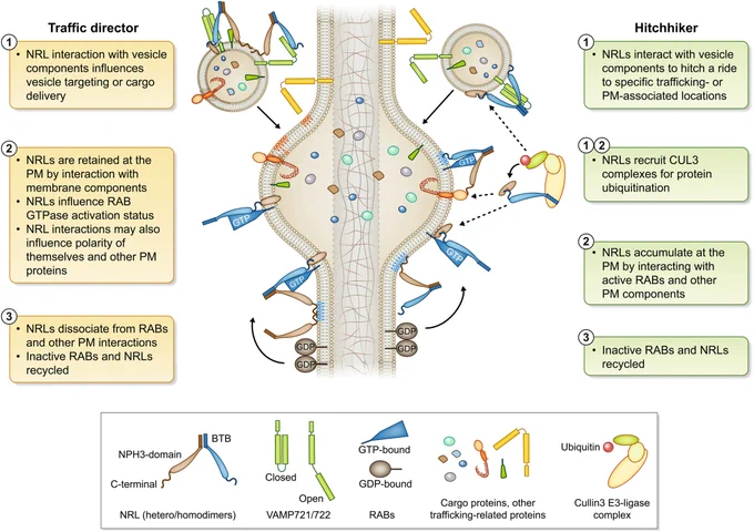 Diagram summarizing the ‘Traffic Director’ and ‘Hitchhiker’ models of NPH3-RPT2-Like (NRL) cellular function.