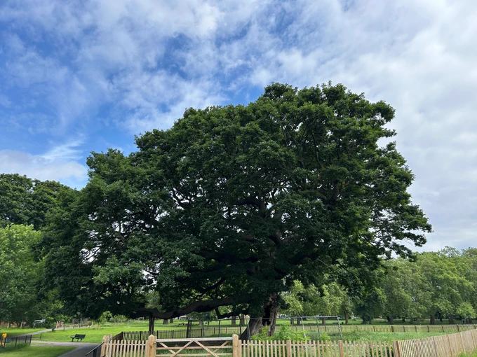 Large ancient oak tree in a public park
