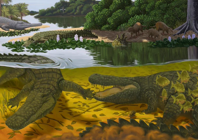 Reconstruction of the wetland environment of the Miocene western Amazonian region. The incredible crocodylian diversity is represented, including Mourasuchus and Purussaurus in the front (submerged), as well as Acresuchus and Gryposuchus in the background (basking). The scene also includes a Stupendemys getting out of the water and some Neopiblema on the ground. This AMAZING paleoart was done by André Martins!