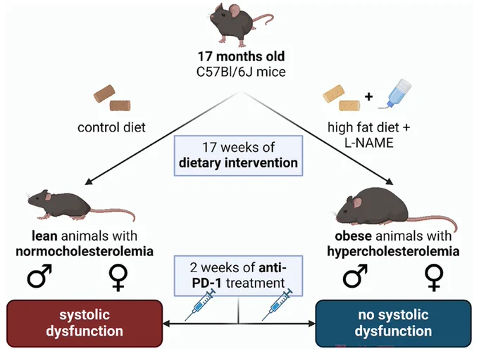 The current study aimed to assess the effects of sex and obesity 
on immune checkpoint inhibition-related cardiac systolic dysfunction
in aged mice. Anti-PD-1 treatment caused systolic dysfunction in the lean, normocholesterolemic mice, nevertheless, systolic dysfunction was not observed in the obese, hypercholesterolemic mice. This effect was independent of the sexes.