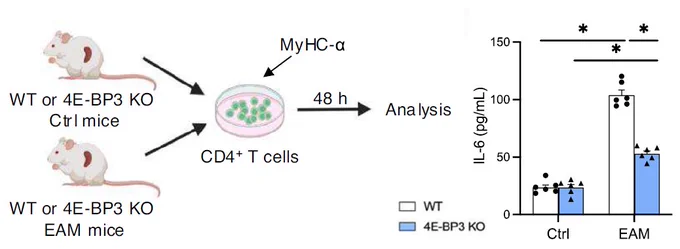 CD4 T cells were isolated from WT and 4E-BP3 KO EAM mice and stimulated with MyHC-α peptide for 48 h. Cytokine levels in the culture supernatants were analyzed by ELISA, n = 6 per group. Results are presented as the mean ± SEM. *P < 0.05. EAM experimental autoimmune myocarditis; SEM standard error of mean; WT wild type; KO,knockout.