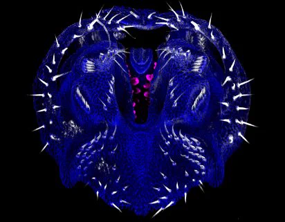 3D micrograph of the developing D. eugracilis terminalia