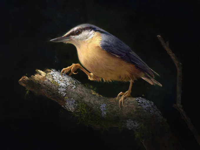 painting of a nuthatch, a streamlined small bird with a blue steel back, a yellow chest and a bandit stripe across the eye
