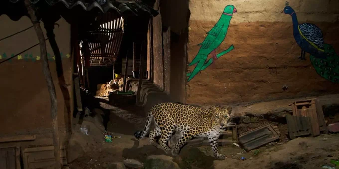 leopard in front of alleyway with birds painted on buildings