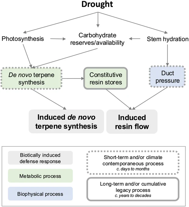 A theoretical framework demonstrating that drought's influence on conifer induced terpene defense is a dynamic process.