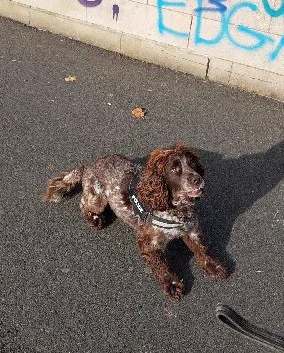 Police dog